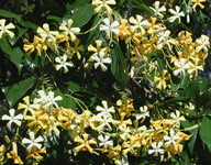 Hymenosporum flavum