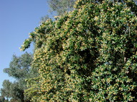 Hymenosporum flavum