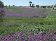 Echium plantagineum