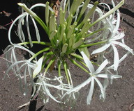 Crinum pedunculatum