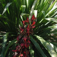 Doryanthus palmeri