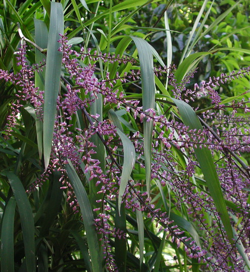 Cordyline stricta