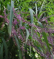 Cordyline stricta