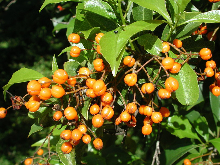 Pittosporum rhombifolium