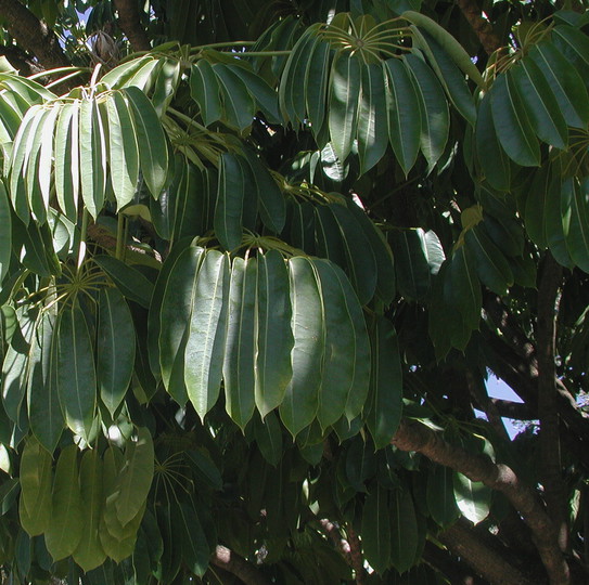 Schefflera actinophylla