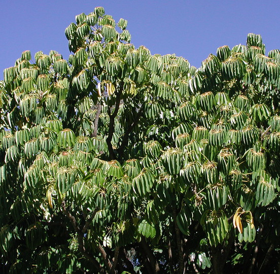 Schefflera actinophylla