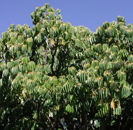 Schefflera actinophylla