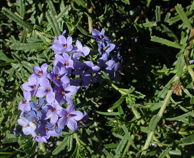 Halgania cyanea