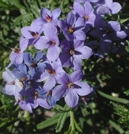 Halgania cyanea