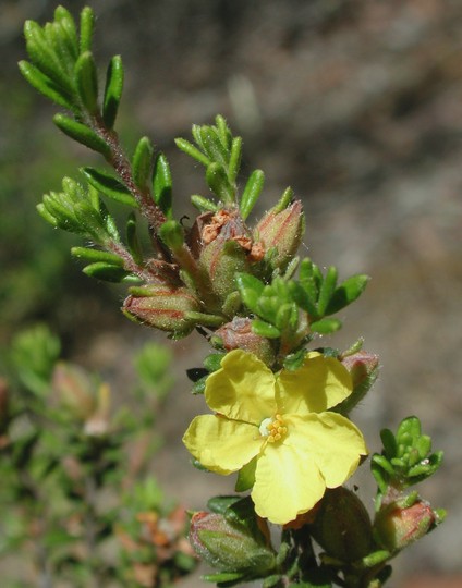 Hibbertia sericea