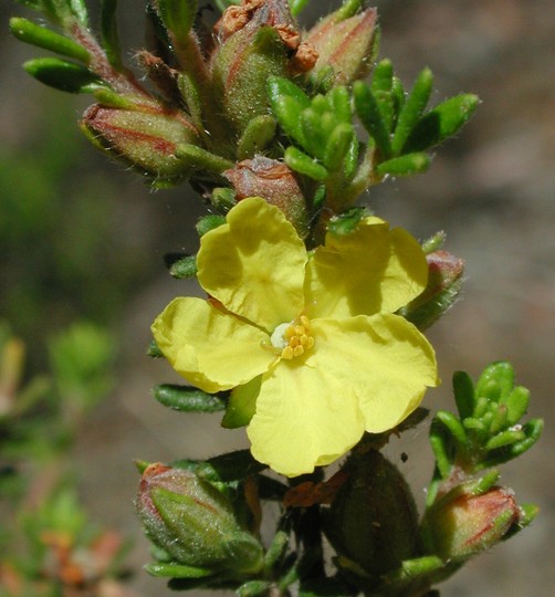 Hibbertia sericea