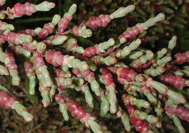 Sarcocornia quinqueflora