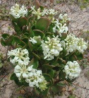 Stackhousia spathulata