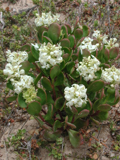 Stackhousia spathulata