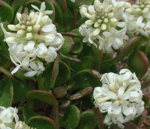 Stackhousia spathulata