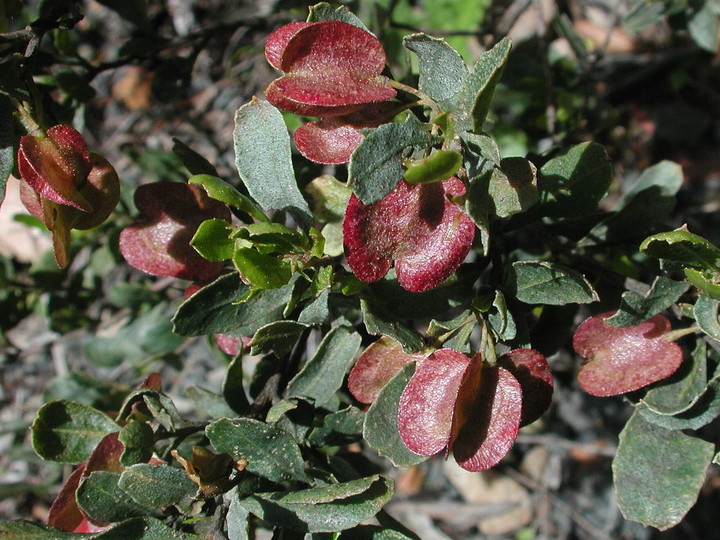 Dodonaea viscosa