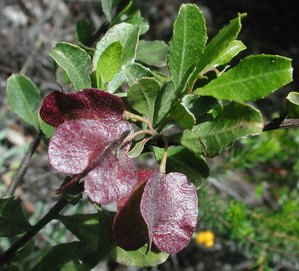 Dodonaea viscosa