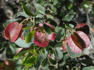 Dodonaea viscosa