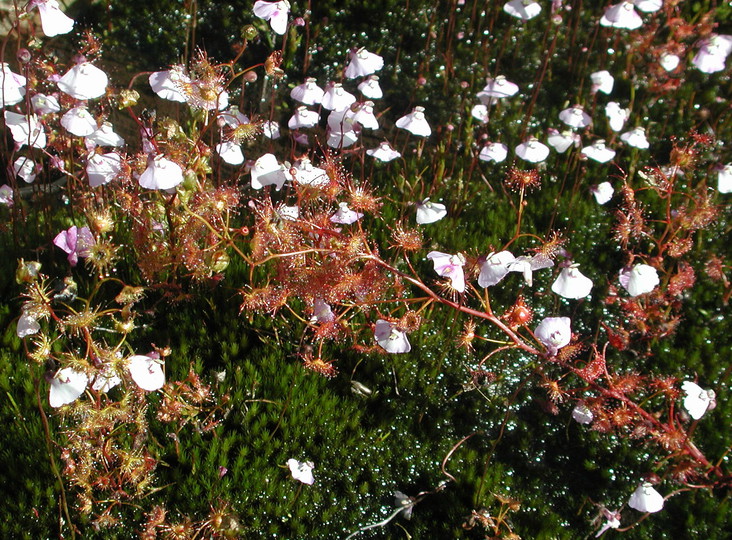 Utricularia uniflora