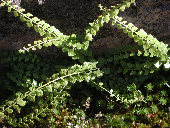 Lindsaea sp.