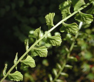 Lindsaea sp.