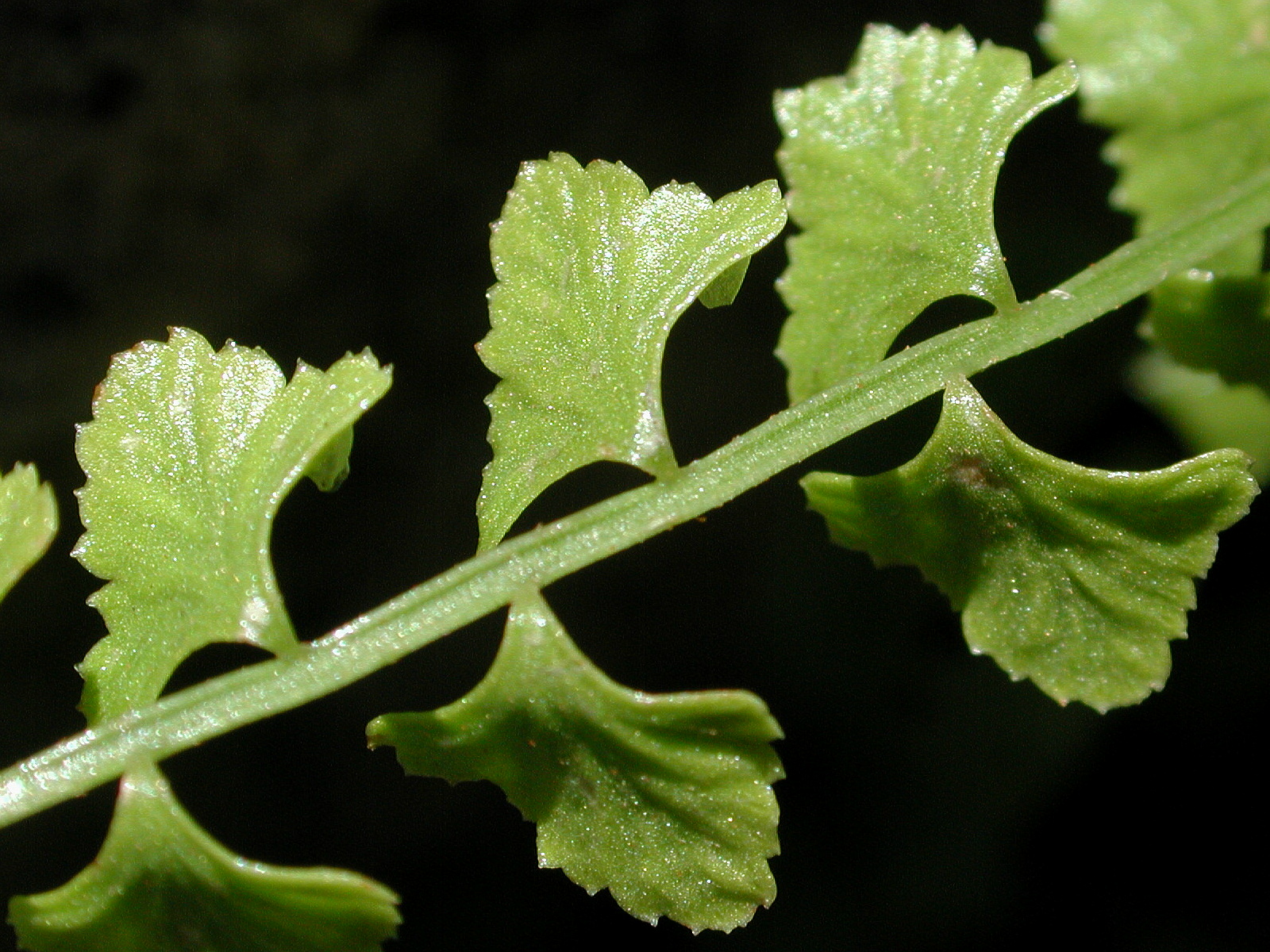Lindsaea sp.