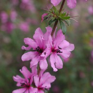 Bauera sessiliflora