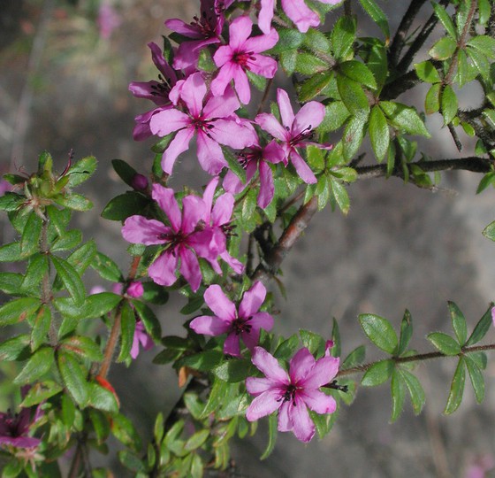 Bauera sessiliflora