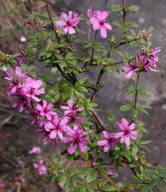 Bauera sessiliflora