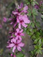 Bauera sessiliflora