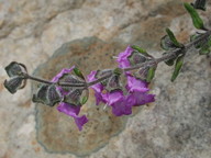 Prostanthera hirtula