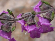 Prostanthera hirtula