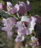 Euphrasia collina