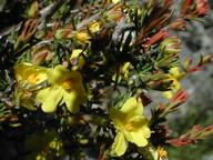 Hibbertia cistiflora