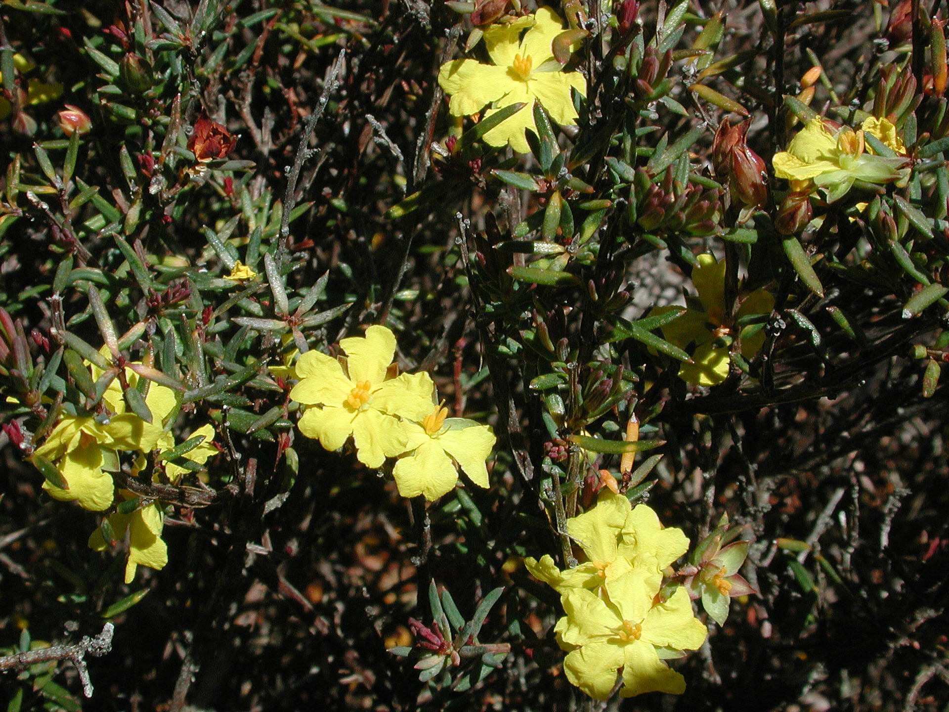Hibbertia cistiflora