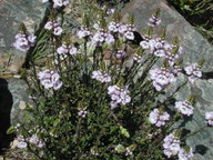 Euphrasia collina