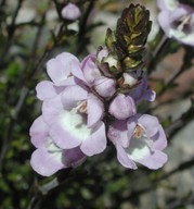 Euphrasia collina