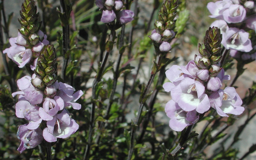 Euphrasia collina