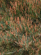 Allocasuarina sp.2