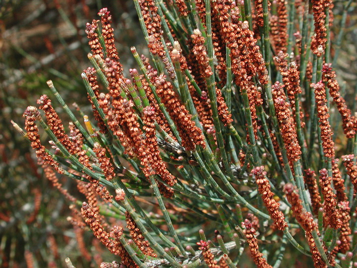 Allocasuarina sp.2