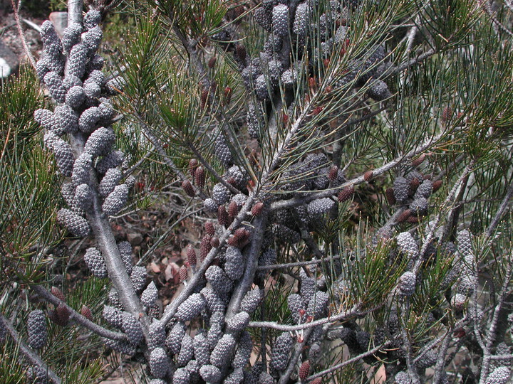 Allocasuarina sp.3