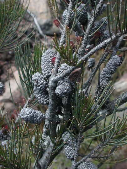 Allocasuarina sp.3