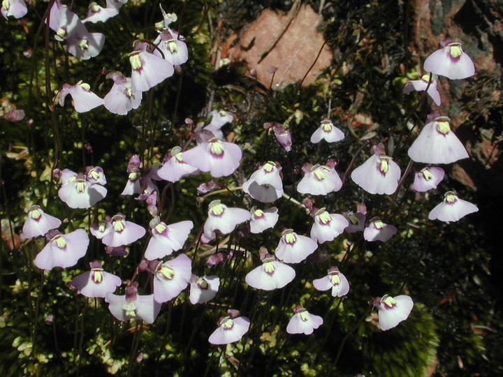 Utricularia uniflora