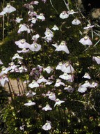 Utricularia uniflora