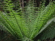 Dicksonia antarctica