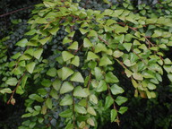 Nothofagus cunninghamii