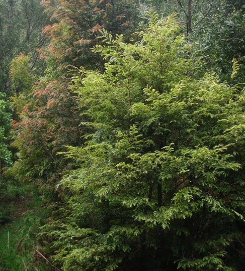 Nothofagus cunninghamii