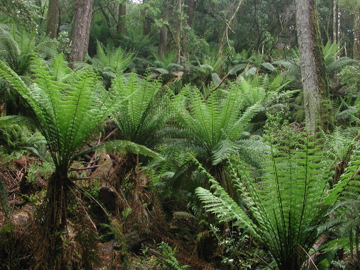 Dicksonia antarctica