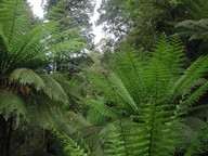 Dicksonia antarctica