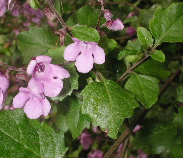 Prostanthera melissifolia